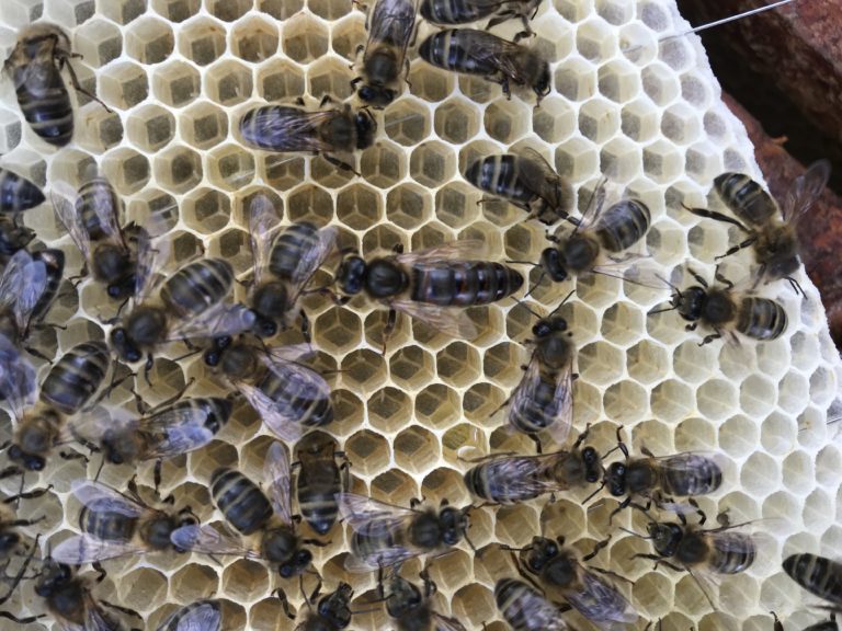 Agenda Rustica Des Abeilles Et Du Rucher 2022 Actualités/Articles – Mellifert
